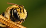 Animals_Insects_Bee_024762_