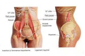 psoas